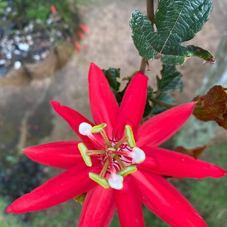 Villa Calas Vara Blanca  Dış mekan fotoğraf